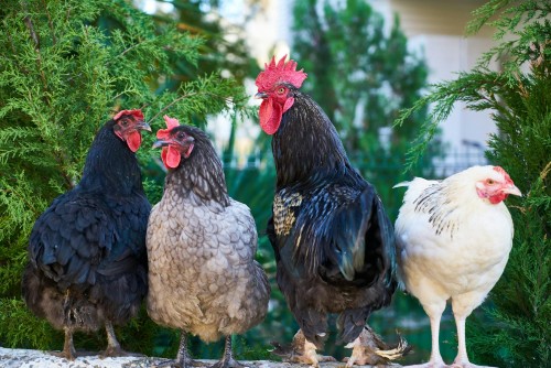 Chicken Trends