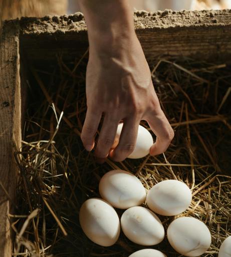 Chicken egg overview