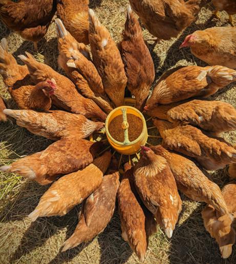 Chicken feed overview