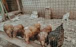Feeding schedule