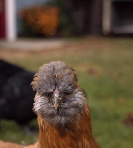 Chicken breeds overview