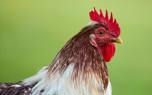 Chicken care