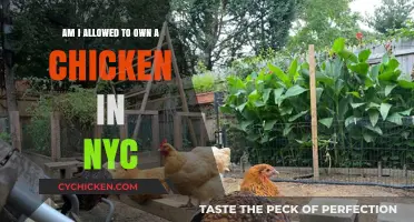 Keeping Chickens as Pets in NYC: Is It Legal?