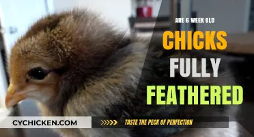 Are Six-Week-Old Chicks Fully Feathered? Uncovering the Truth