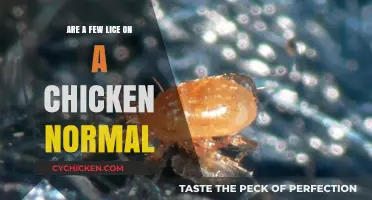 Is It Normal to Find a Few Lice on Chickens?