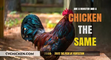 Roosters vs. Chickens: Unraveling the Gender Difference in Poultry