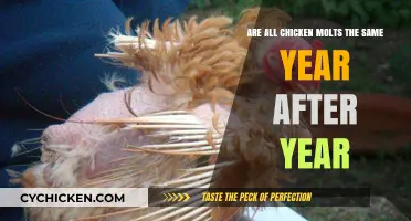Chicken Molts: Do They Change Yearly?