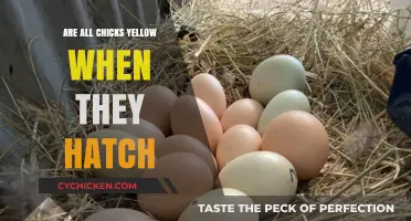 Are All Chicks Yellow? Uncovering the Truth About Hatchling Colors