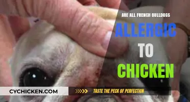 Are French Bulldogs Allergic to Chicken? Uncovering the Truth