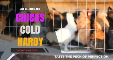 Are Hens and Chicks Cold Hardy? A Winter Survival Guide