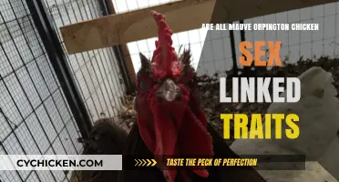 Mauve Orpington Chickens: Unraveling Sex-Linked Trait Mysteries