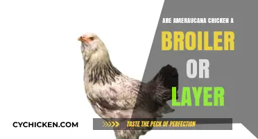Amauracana Chickens: Understanding Their Role as Layers, Not Broilers