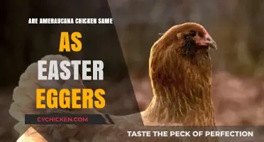 Amauracana vs Easter Eggers: Unraveling the Chicken Breed Mystery