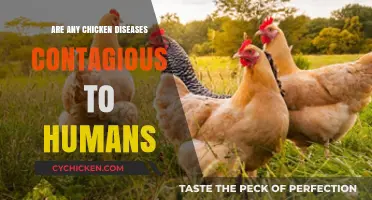 Can Chicken Diseases Spread to Humans? Facts and Precautions