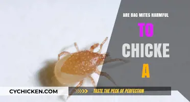Are Bag Mites Harmful to Chickens? Facts and Prevention Tips