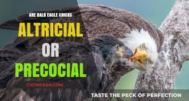 Bald Eagle Chicks: Altricial or Precocial? Unraveling Their Development