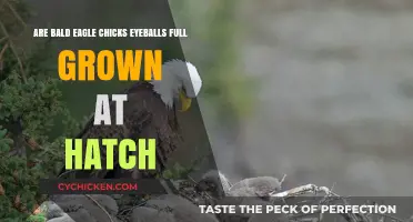 Bald Eagle Chicks: Are Their Eyes Fully Grown?