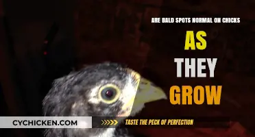 Bald Spots on Growing Chicks: Normal or Not?