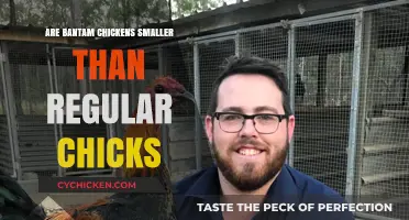 Bantam Chickens vs Regular Chicks: Size Comparison and Differences
