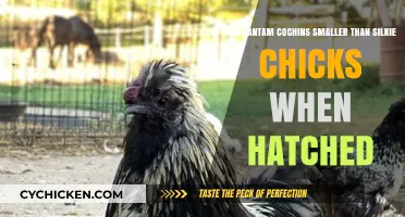 Bantam Cochins vs Silkies: Who's Smaller at Hatch?