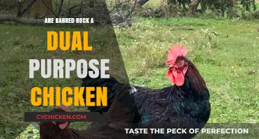 Barred Rocks: Dual-Purpose Chickens for Eggs and Meat?