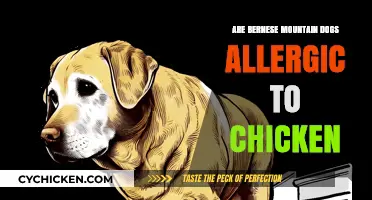 Can Bernese Mountain Dogs Eat Chicken? Allergy Concerns Explained