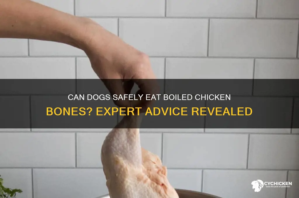 Photo inspiration: Can Dogs Safely Eat Boiled Chicken Bones Expert Advice Revealed Photo Inspiration