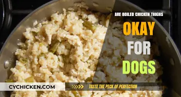Can Dogs Eat Boiled Chicken Thighs? A Safe Feeding Guide