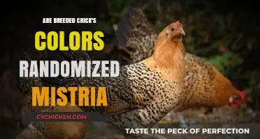 Are Breeder Chick Colors Random or Mistakenly Patterned?