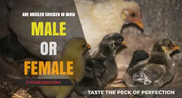 Broiler Chickens in India: Understanding Gender Selection Practices