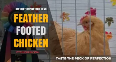Buff Orpingtons: Exploring Their Feather-Footed Chicken Characteristics
