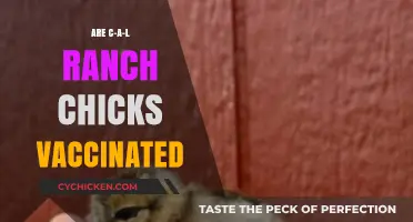 Are C-A-L Ranch Chicks Vaccinated? What Buyers Need to Know