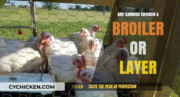 Carnish Chicken: Understanding Their Role as Broilers or Layers