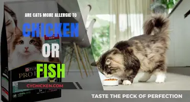 Chicken vs. Fish: Which Causes More Allergies in Cats?