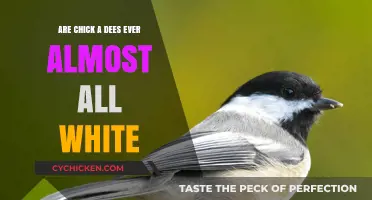 Are Chickadees Ever Almost All White? Exploring Rare Plumage Variations
