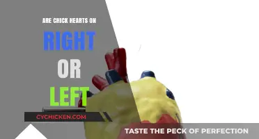 Chick Heart Anatomy: Unraveling the Mystery of Their Right or Left Side