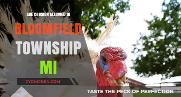 Can You Keep Chickens in Bloomfield Township, MI? Rules Explained