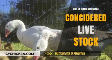 Are Chickens and Geese Livestock? Exploring Their Classification and Role