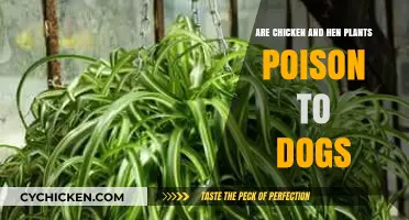 Are Chicken and Hen Plants Toxic to Dogs? Find Out Now