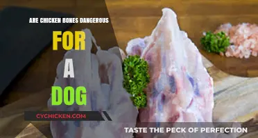 Chicken Bones and Dogs: Are They a Dangerous Combination?