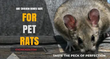 Can Rats Eat Chicken Bones? Safety Tips for Pet Owners