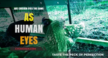 Chicken vs. Human Eyes: Uncovering Surprising Similarities and Differences