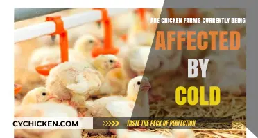 Cold Weather Impacts: How Chicken Farms Are Coping with Chilly Conditions