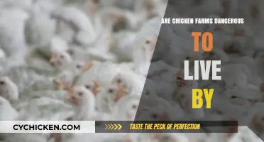 Living Near Chicken Farms: Health, Safety, and Environmental Concerns Explored