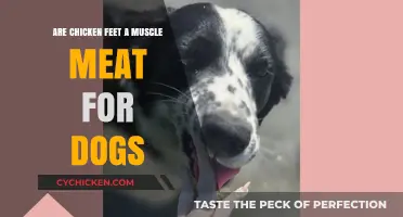 Chicken Feet for Dogs: Muscle Meat Benefits Explained