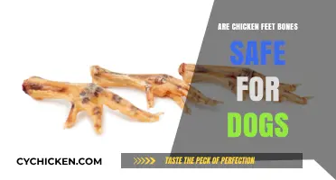 Can Dogs Safely Chew Chicken Feet Bones? Expert Insights Revealed