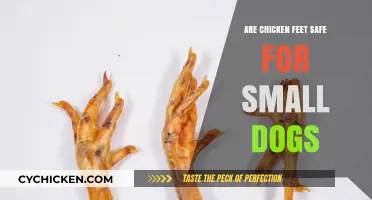 Chicken Feet for Small Dogs: Safe or Risky Treat?