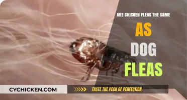 Chicken Fleas vs. Dog Fleas: Understanding the Differences and Similarities