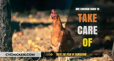 Caring for Chickens: Easy or Challenging? A Beginner's Guide