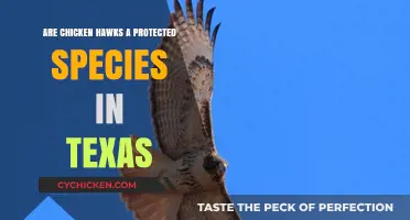 Are Chicken Hawks Protected in Texas? Legal Status Explained